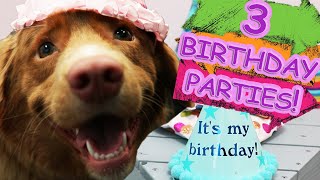 Duck Toller celebrates 1st Birthday with 3 PARTIES! | Growing Up Qweens by Growing Up Qweens 309 views 1 year ago 2 minutes, 10 seconds