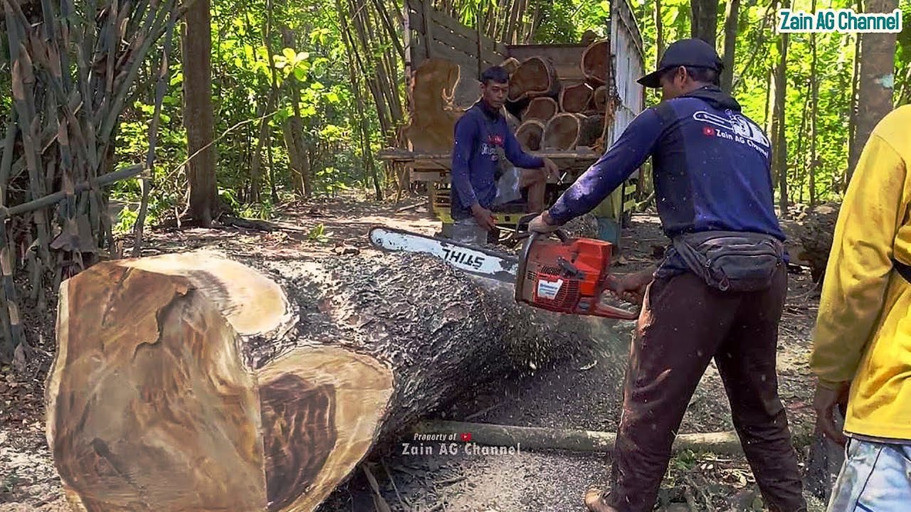 Quickly cut down 2 trembesi trees - husqvarna 395 chainsaw - YouTube