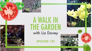 A Walk In The Garden with Liz Davey  Episode 135