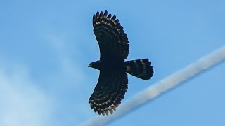 Gavião-pega-macaco: Display e chamados / Black hawk eagle: Display and calls (Spizaetus tyrannus)