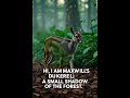 Maxwell’s duiker  |Animal#38|  #animals #wildlife #natureshorts #animalshorts #reels #shorts