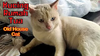 Every time I go to the old house, this is what the white cat always does by SabeTian Animals 70 views 2 weeks ago 4 minutes, 3 seconds