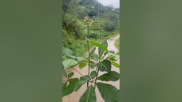 2 Cây Sâm Ngọc Linh - 14 năm tuổi ( 130gr ) - Chuẩn hàng NÚI NGỌC LINH - XÃ TRÀ LINH - NAM TRÀ MY.