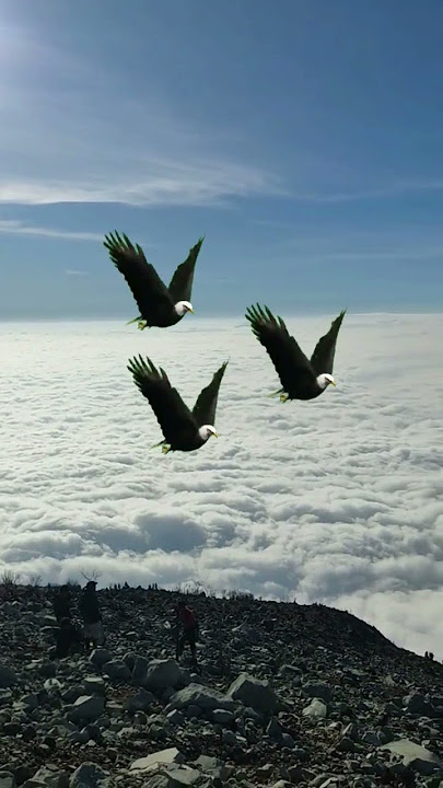 BURUNG ELANG TERBANG DENGAN ANGGUNYA #amazing #eagles #shortsvideo #viral