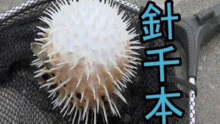 ヤンバルの海で巨大コチを釣り上げろ！