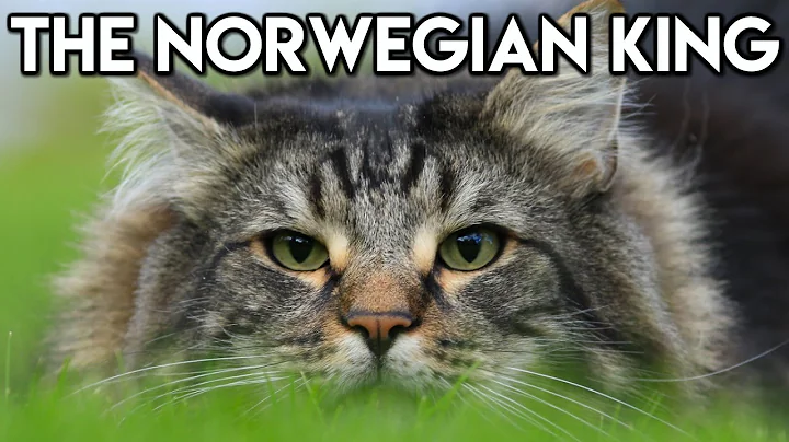 Norwegian Forest Cat 101 - Learn ALL About Them! - DayDayNews