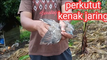 pasang jaring burung,dapat burung perkutut, 1 ekor