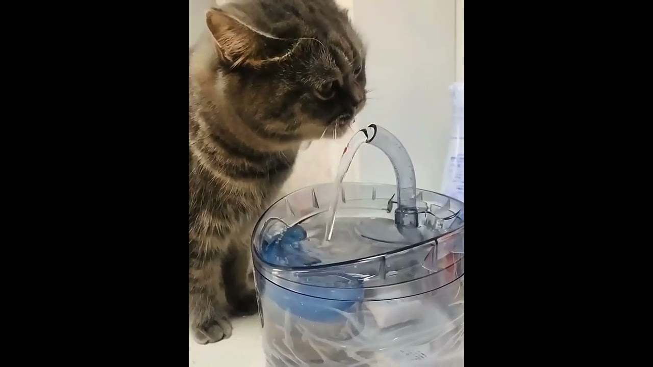 2L Intelligent Cat Water Fountain With Faucet Water Dispenser  Pet Drinking Filters Motion Sensor