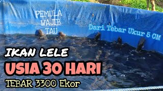 LUAR BIASA !!! | Perkembangan Ikan Lele Usia 30 Hari Di Kolam Terpal