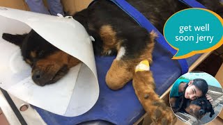 Get well soon jerry  | emotional dog video | Rottweiler dog |