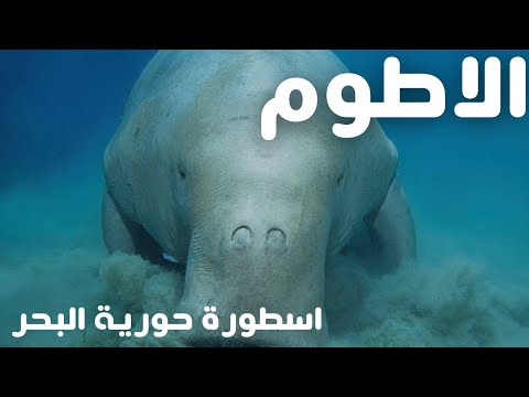 فيديو: ماذا يسمى حيوان الأطوم الصغير؟