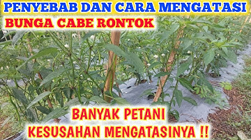BONGKAR PENYEBAB CARA MENGATASI BUNGA CABE RONTOK | MENCEGAH BUNGA CABE RONTOK