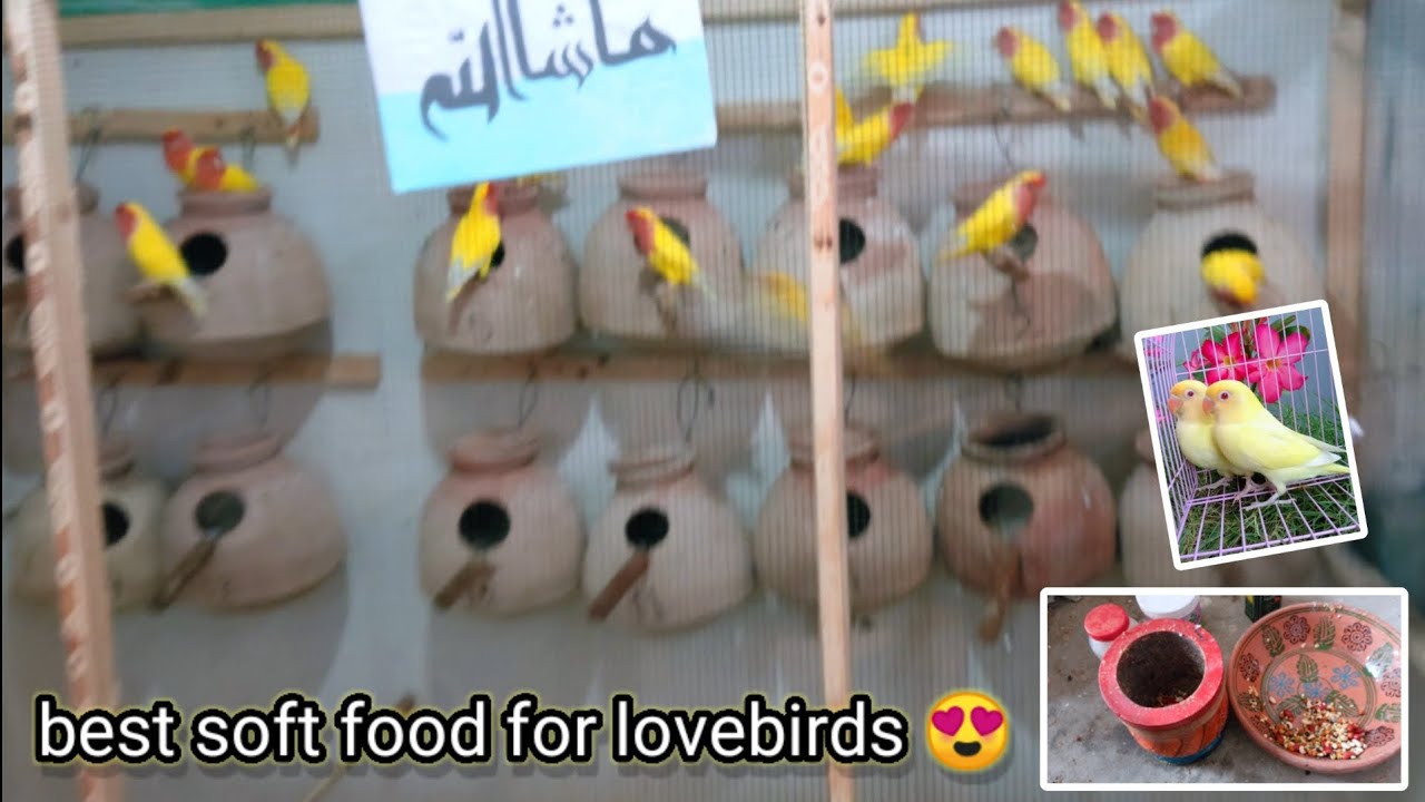 best soft food for lovebirds soft food for budgies / lovebird diet