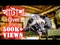 খাটাশ | গন্ধগোকুল | Civet | Another Update