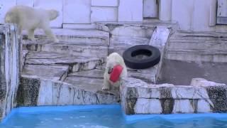 赤ポリタンクでスイッチオンのアイラ~Polar Bear plays with red polyethylene tank