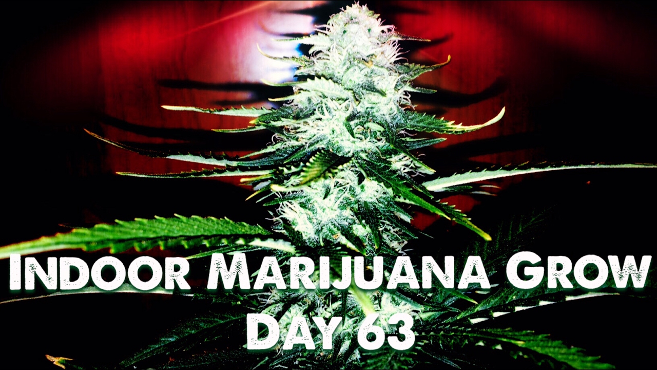 Indoor Autoflower Closet Grow - Day 63 (Harvest Soon!)