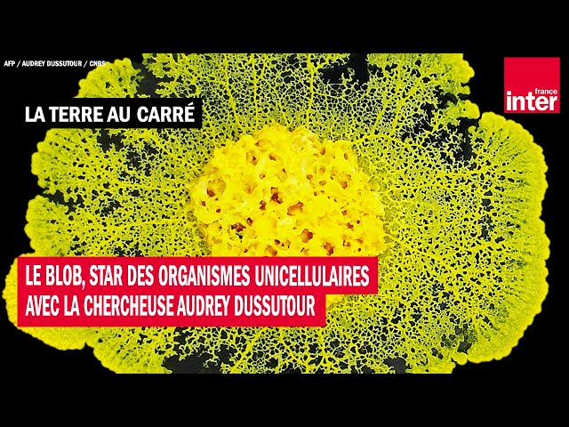 Découvrez l'histoire du blob, cet organisme unicellulaire qui