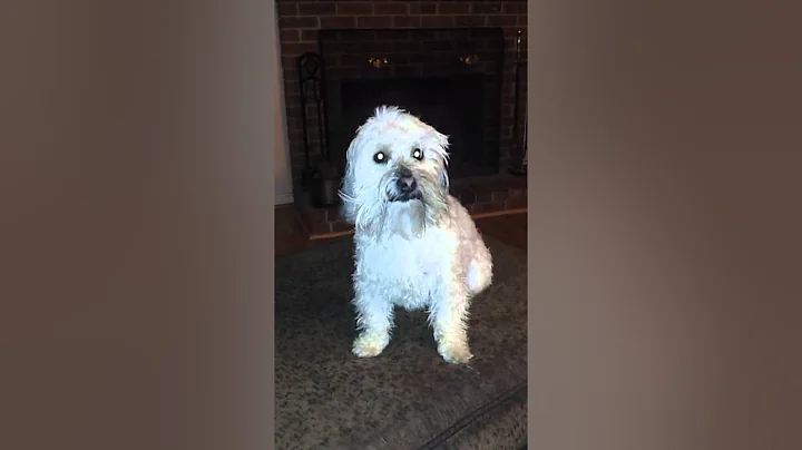 Bo after his bath