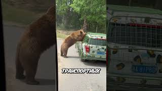 В зоопарке клетки поменялись местами! 🦁
