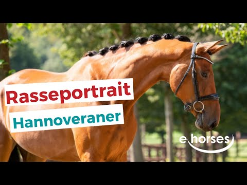 Video: Lipizzaner