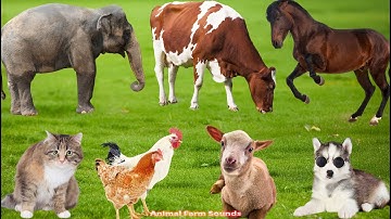Farm Animal Sounds: Cow, Sheep, Cat, Dog, Chicken,  Duck, Pig, Goat - Animal Video