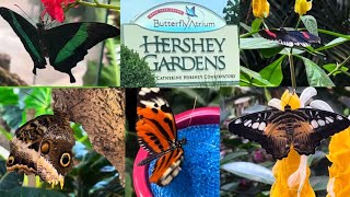 Guide To Hershey Park, Pa Erfly Atrium - Up-Close Tour With Beautiful Erflies