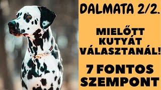 Mielőtt kutyát választanál  A DALMATA  7 fontos szempont!