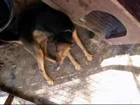 Βίντεο: Οίδημα στα σκυλιά