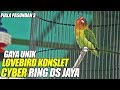 Pakan Burung Lovebird Gemilang Abadi