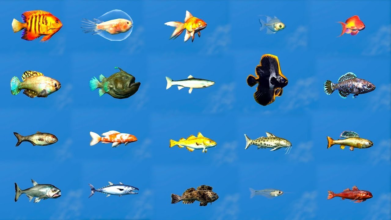 Easily Catch All 21 New Fish IN MINUTES - Skyrim Anniversary Edition ...