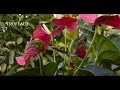 Comment rempoter un anthurium   truffaut