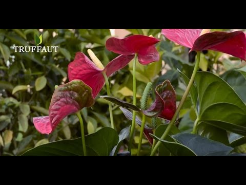 Vidéo: Comment rempoter un anthurium - Conseils sur le rempotage des plantes d'anthurium