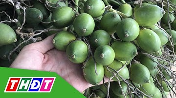 Cau tươi mua tại vườn giá cao | THDT