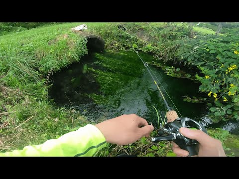 Video: Nije Došlo Do žaba. Rotten Creek Fishing