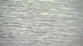 Famous Flesh-eating bacteria alive and well in area waters Net Worth