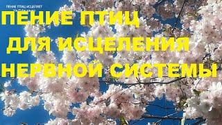 Пение Птиц И Красоты Нашей Матушки Земли Гармонизируют Ваше Поле,Успокоят Нервы,Поднимут Настроение