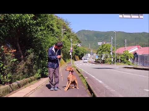 サルーキ入舎3日目しつけ訓練スタート！