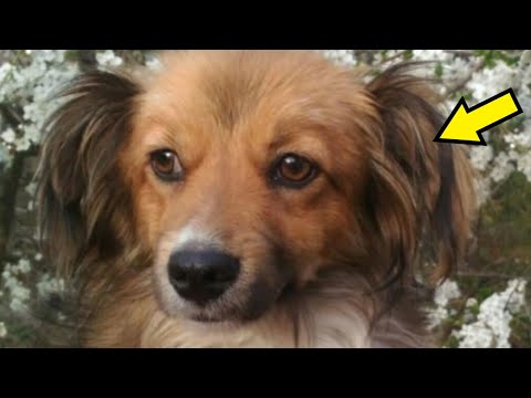 Video: Si të ecim qenin pa zinxhir?