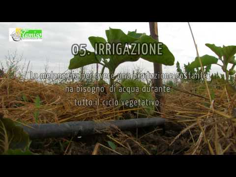 Video: Cos'è una melanzana Ofelia - Scopri la cura delle piante 