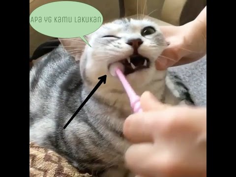 Video: Penyebab Dan Pilihan Perawatan Penggertakan Gigi Kucing