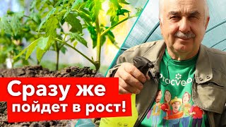 РАССАДА ОСТАНОВИЛАСЬ В РОСТЕ? Срочно сделайте так, и она мигом начнет расти!