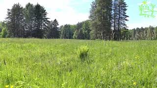 3 hours! Wood lark Green meadow Summer mood Wildlife by Звуки природы Павел Relaxik 886 views 7 months ago 3 hours, 2 minutes