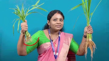 Std 4 EVS Unit 2 Class 06 White Board ASD