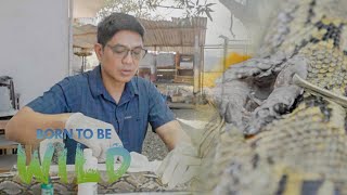 Examining a rescued snake’s large wound in Cagayan de Oro | Born to be Wild