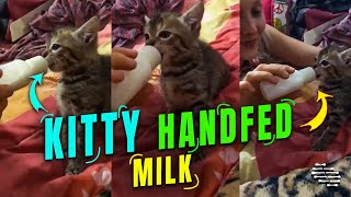 Little Kitty Drinking Handfed Milk