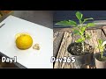 食べたゆずの種を植えてみると... /  How to grow japanese citron from store-bought japanese citron