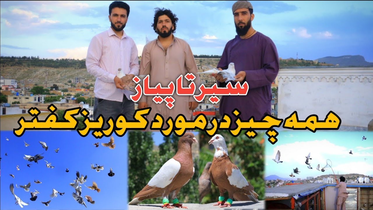 کفتر دوانی چهار سمت|همه چيز در مورد کوریز کفتر|از تجربه و اندوخته های استاد بیاموزید|چربی تابستانی۱🤔