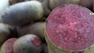 видео: Зберігаємо буряк до весни. Як зберегти буряк, щоб був, як свіжий? картинка: Зберігаємо буряк до весни. Як зберегти буряк, щоб був, як свіжий?