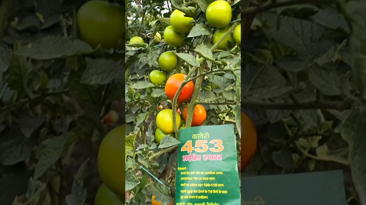 New Hybrid Tomato Kaveri 453  