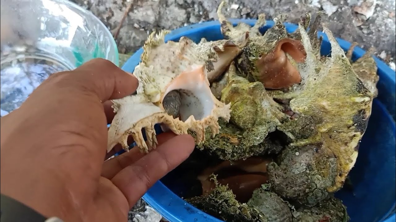 Buat Masakan Siput Ranga & Kerang Mutiara, Masakan Tradisional Campur ...